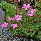 Dianthus glacialis - Gletscher Nelke  eine weitere Rarität im Alpinum in nur  155 Meter Höhe