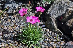 Dianthus glacialis - Gletschernelke