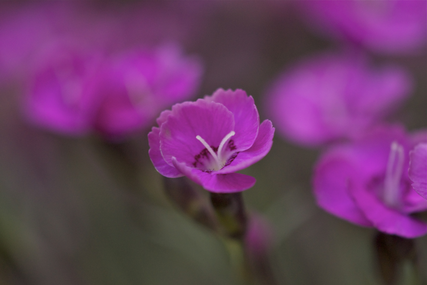 Dianthus Gratiano rosa