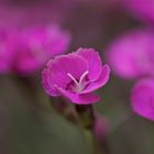 Dianthus Gratiano rosa