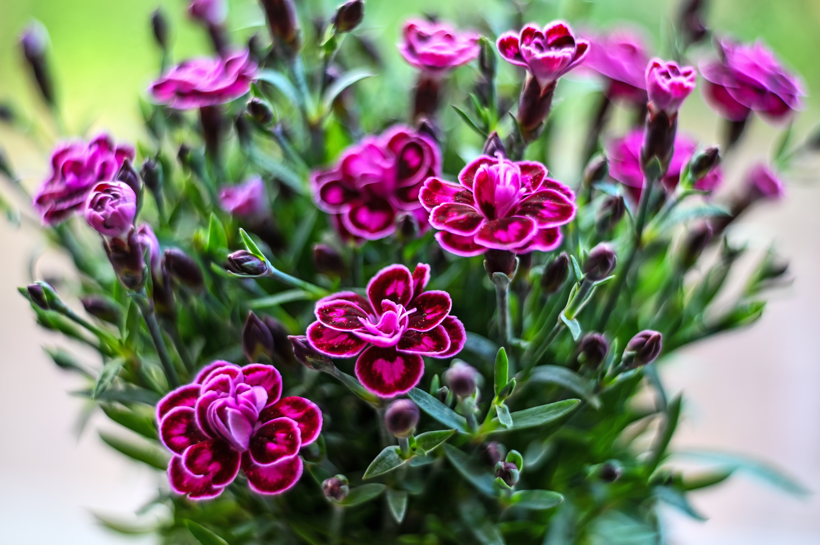 Dianthus Impression