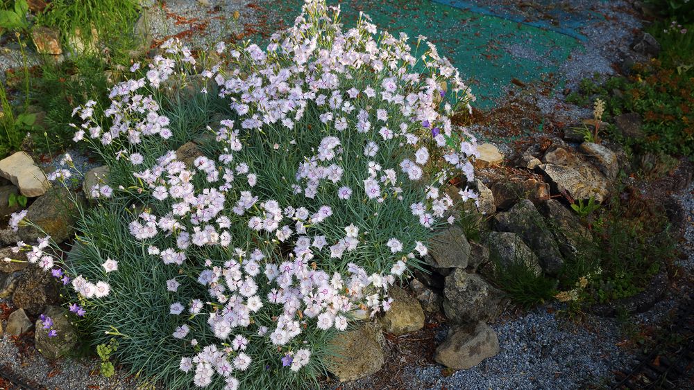 Dianthus in weiß...weiße Nelken in mächtiger Ausdehnung