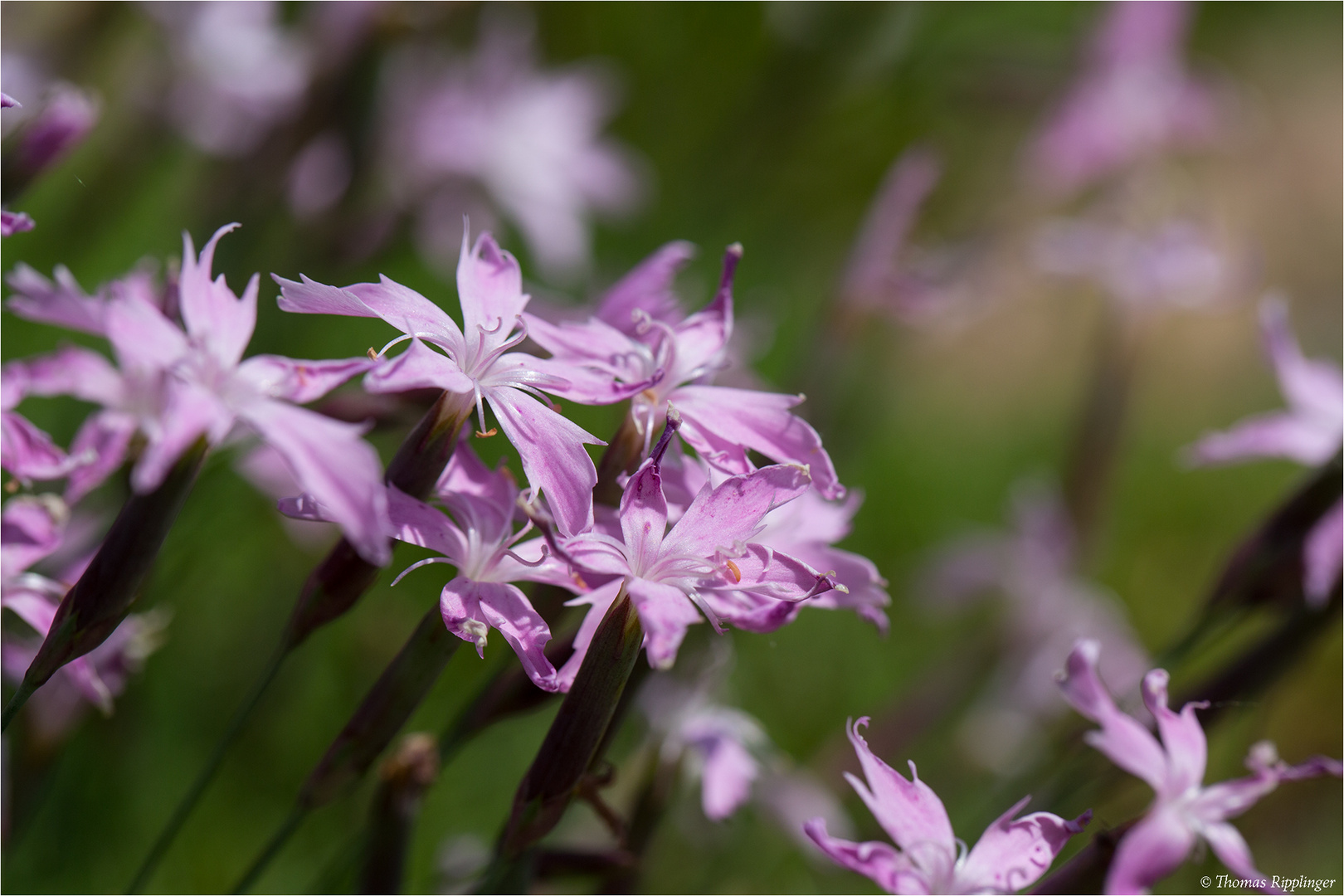 Dianthus masmenaeus, eine Nelke aus der Türkei 35.2