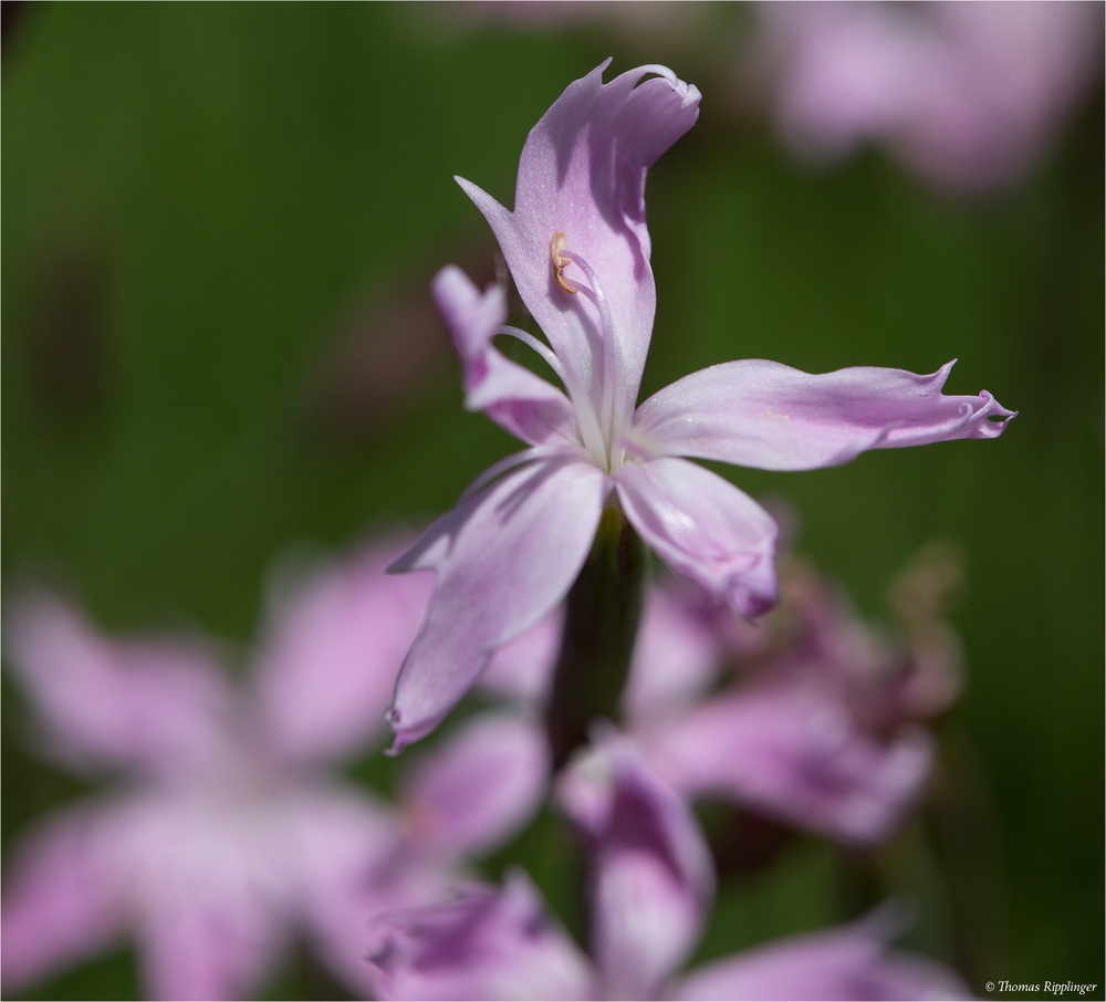 Dianthus masmenaeus, eine Nelke aus der Türkei