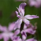 Dianthus masmenaeus, eine Nelke aus der Türkei