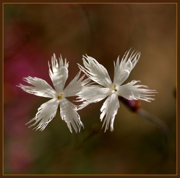 Dianthus serotius