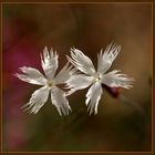 Dianthus serotius