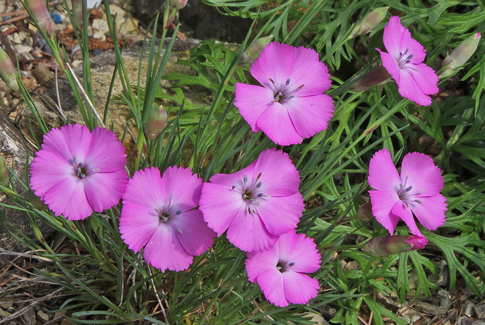 Dianthus spec.