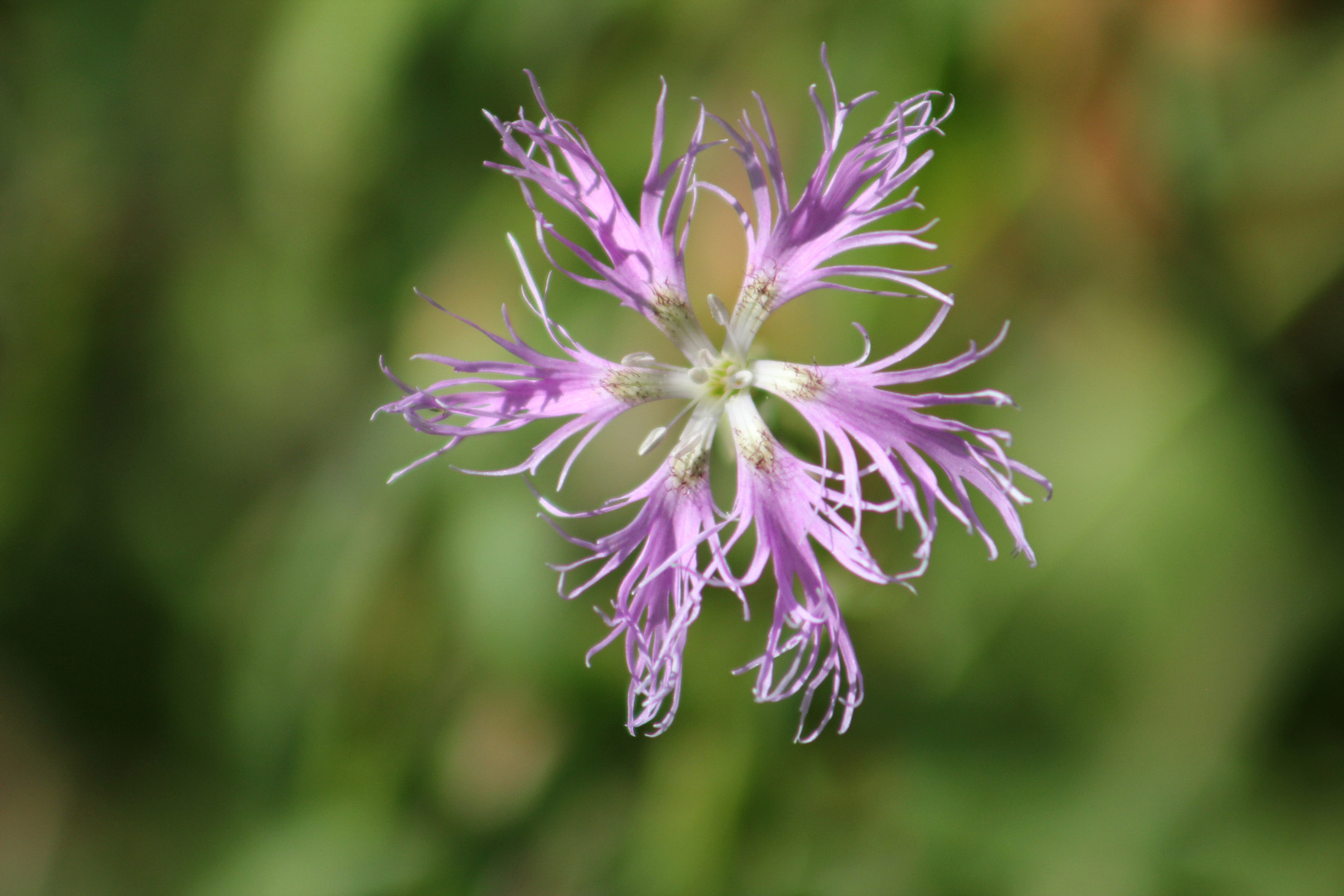 Dianthus superbus