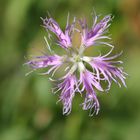 Dianthus superbus