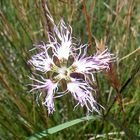 Dianthus superbus in italiano garofano di Montpellier