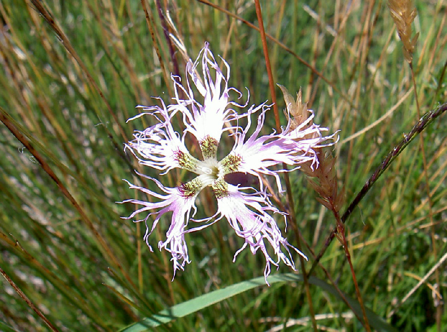 Dianthus superbus in italiano garofano di Montpellier