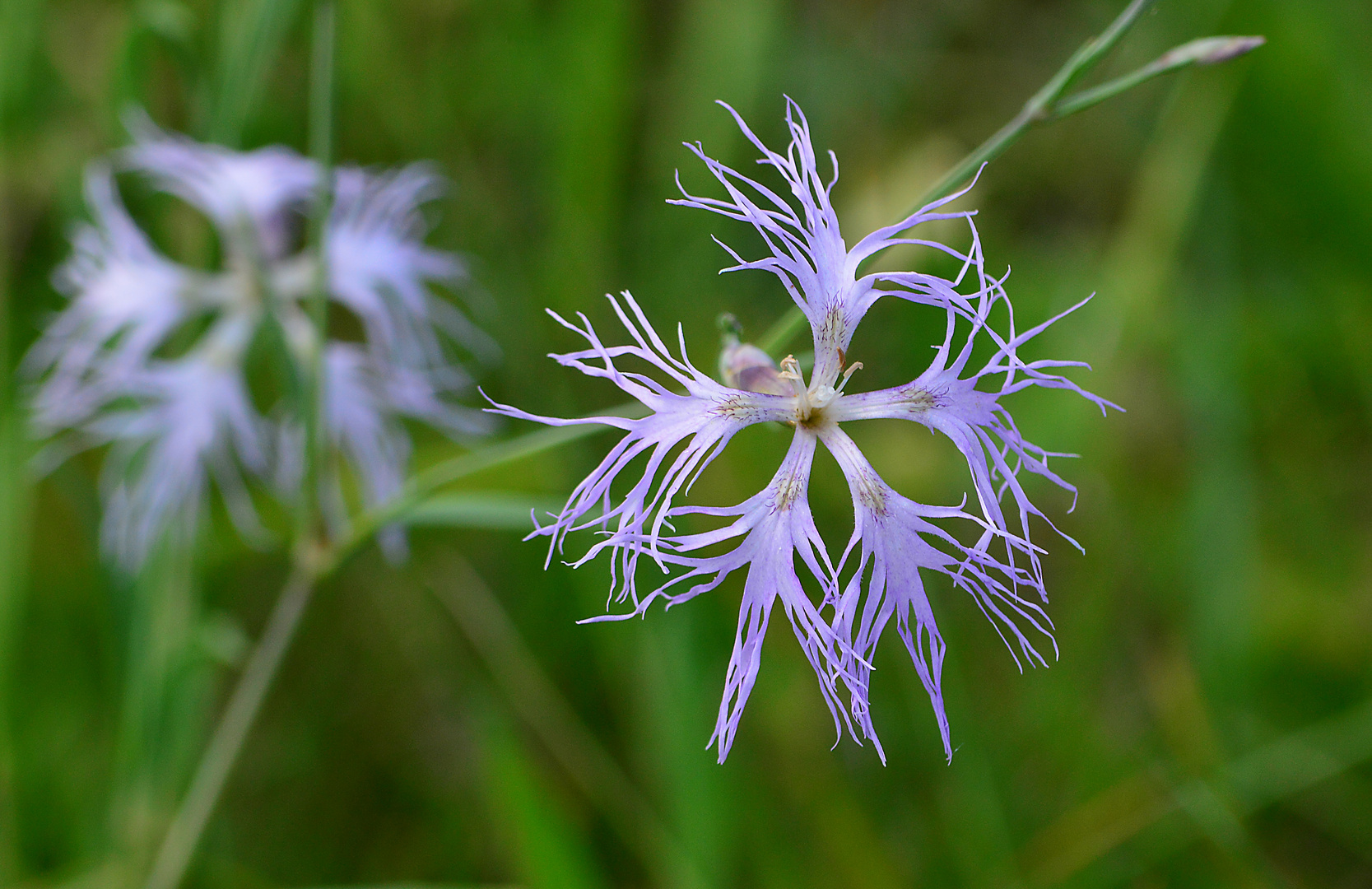 Dianthus superbus, Prachtnelke