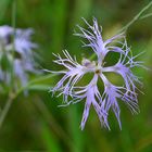 Dianthus superbus, Prachtnelke