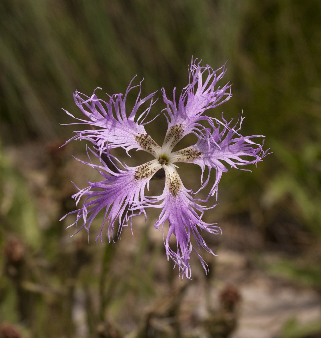 Dianthus superbus - Prachtnelke