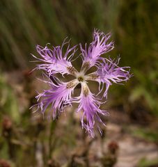 Dianthus superbus - Prachtnelke