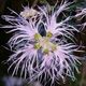 Dianthus superbus subsp. alpestris - Alpen-Prachtnelke