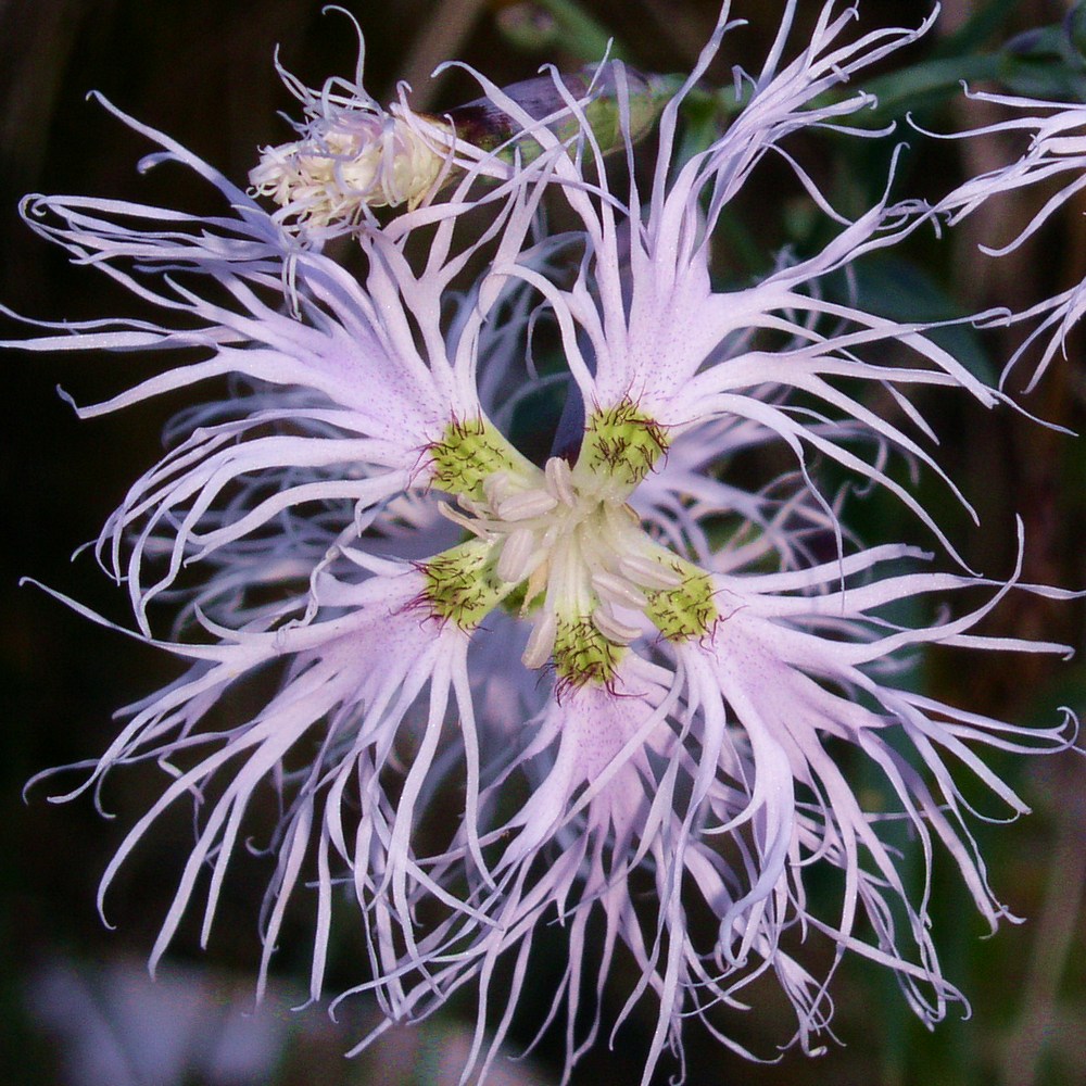 Dianthus superbus subsp. alpestris - Alpen-Prachtnelke von Bernd Lang KN 