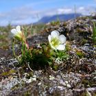 Diapensia (Diapensia lapponica)