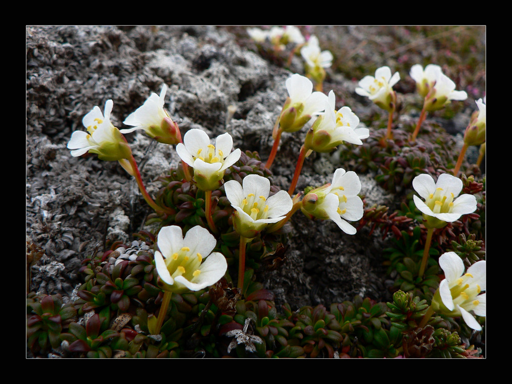 Diapensia lapponica