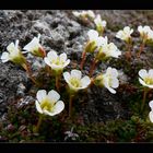 Diapensia lapponica