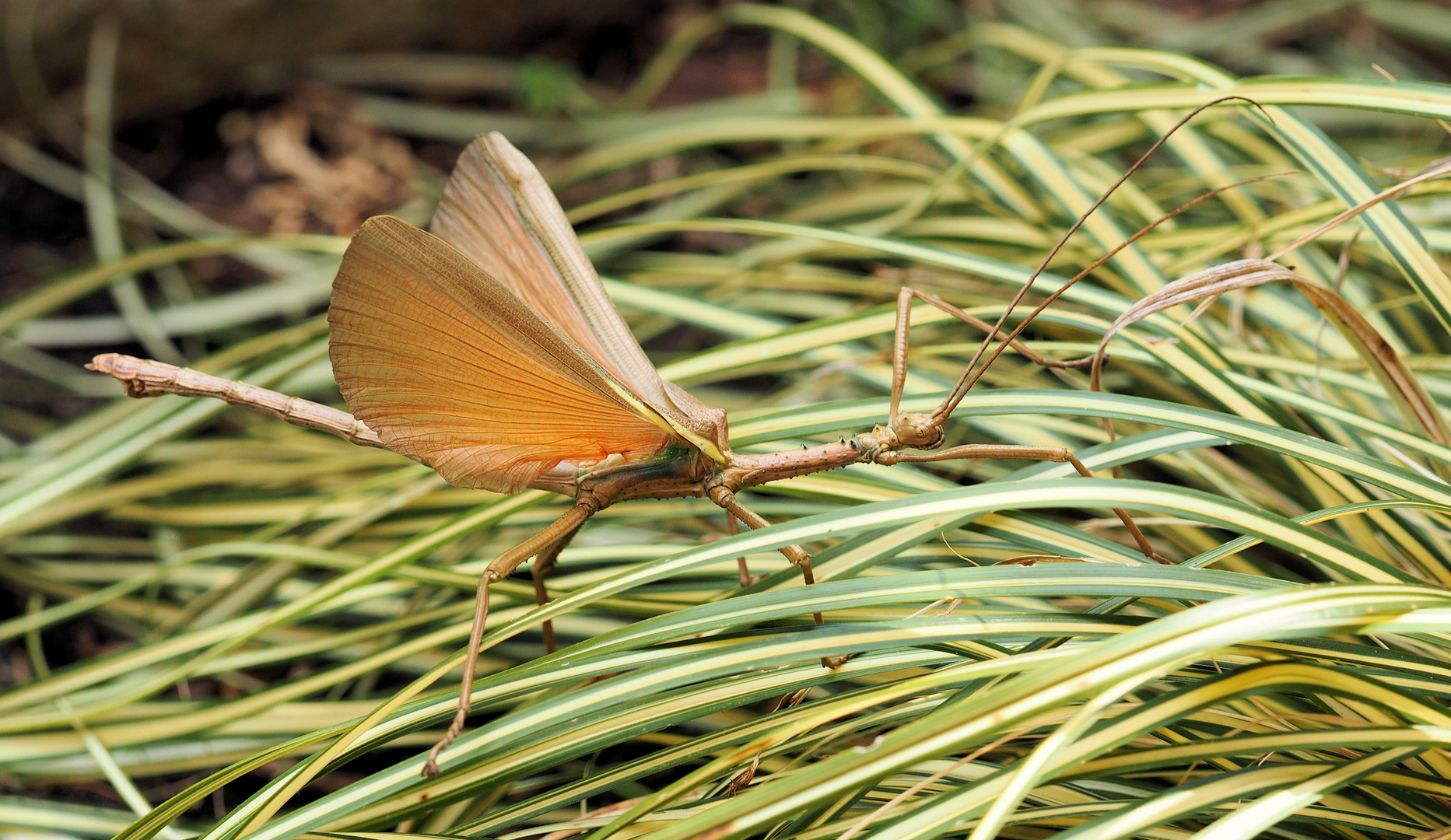 Diaperodes Gigantea Männchen regt sich auf...