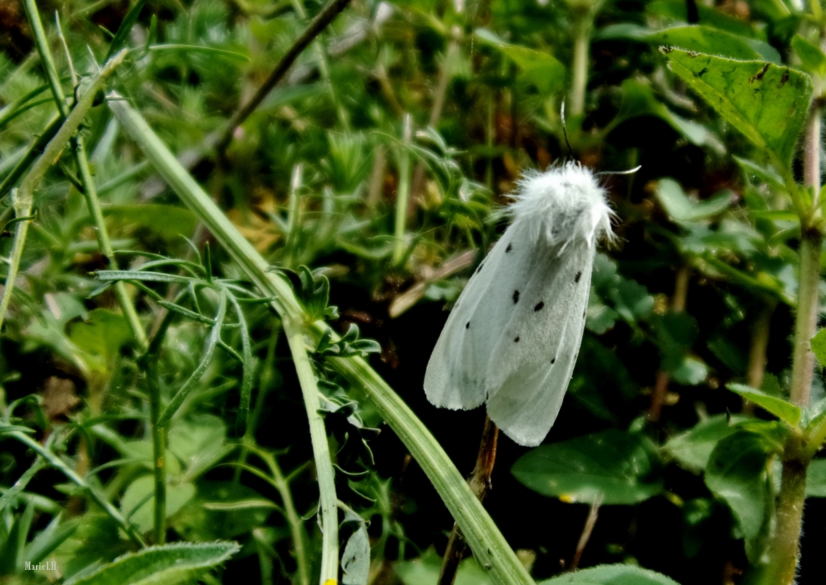 Diaphora mendica - Erebidae