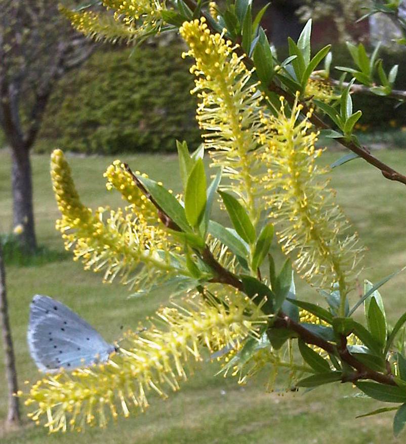 Diaphora mendica - Graubär auf Korbweidenblüte