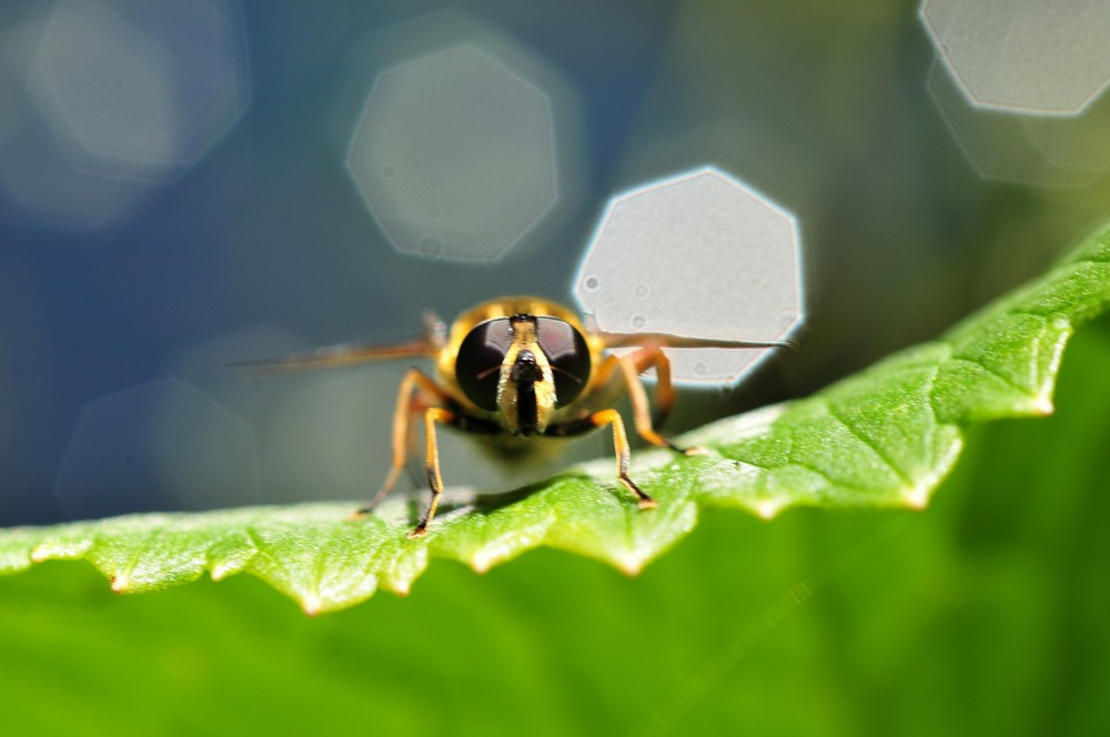 Diaphragm and hoverfly