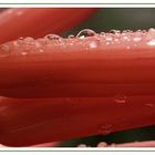 DIAS DE LLUVIA- Gotas sobre la flor de Aloe.