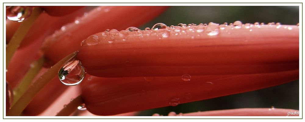 DIAS DE LLUVIA- Gotas sobre la flor de Aloe.