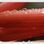 DIAS DE LLUVIA- Gotas sobre la flor de Aloe.