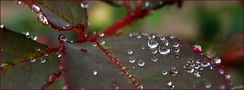 ES: DIAS DE LLUVIA -Lágrimas II- von Graciela Baglione