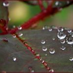 DIAS DE LLUVIA -Lágrimas II-