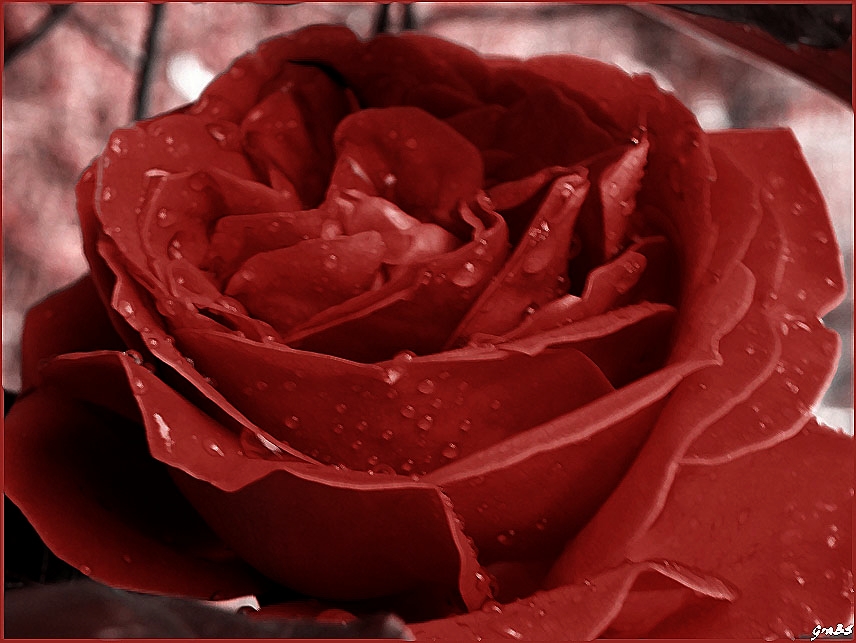 DIAS DE LLUVIA- Una rosa para mis amigos Marce y Antonio.