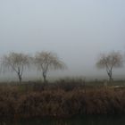 Dias de niebla 1