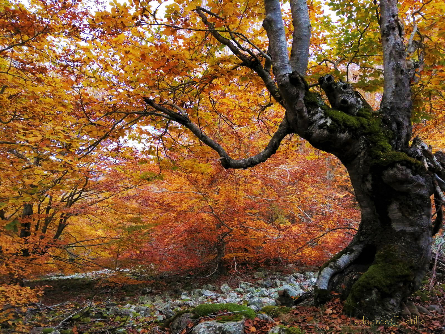 Días de Otoño