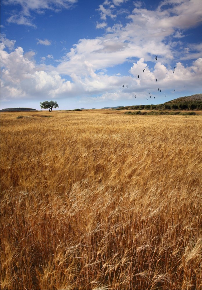 Días de trigo y cielo