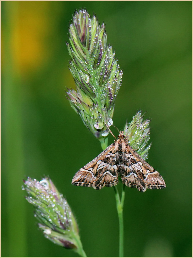 Diasemia reticularis