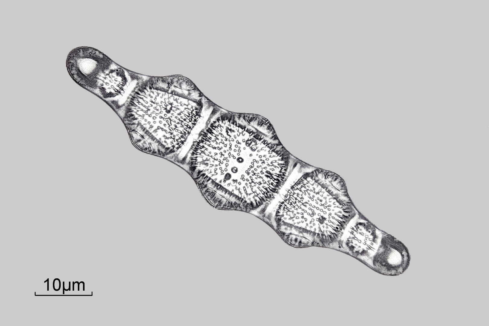 Diatomee Biddulphia tridens Oamaru