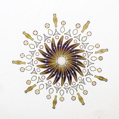 Diatomeen-Legepräparat ("Salonpräparat")