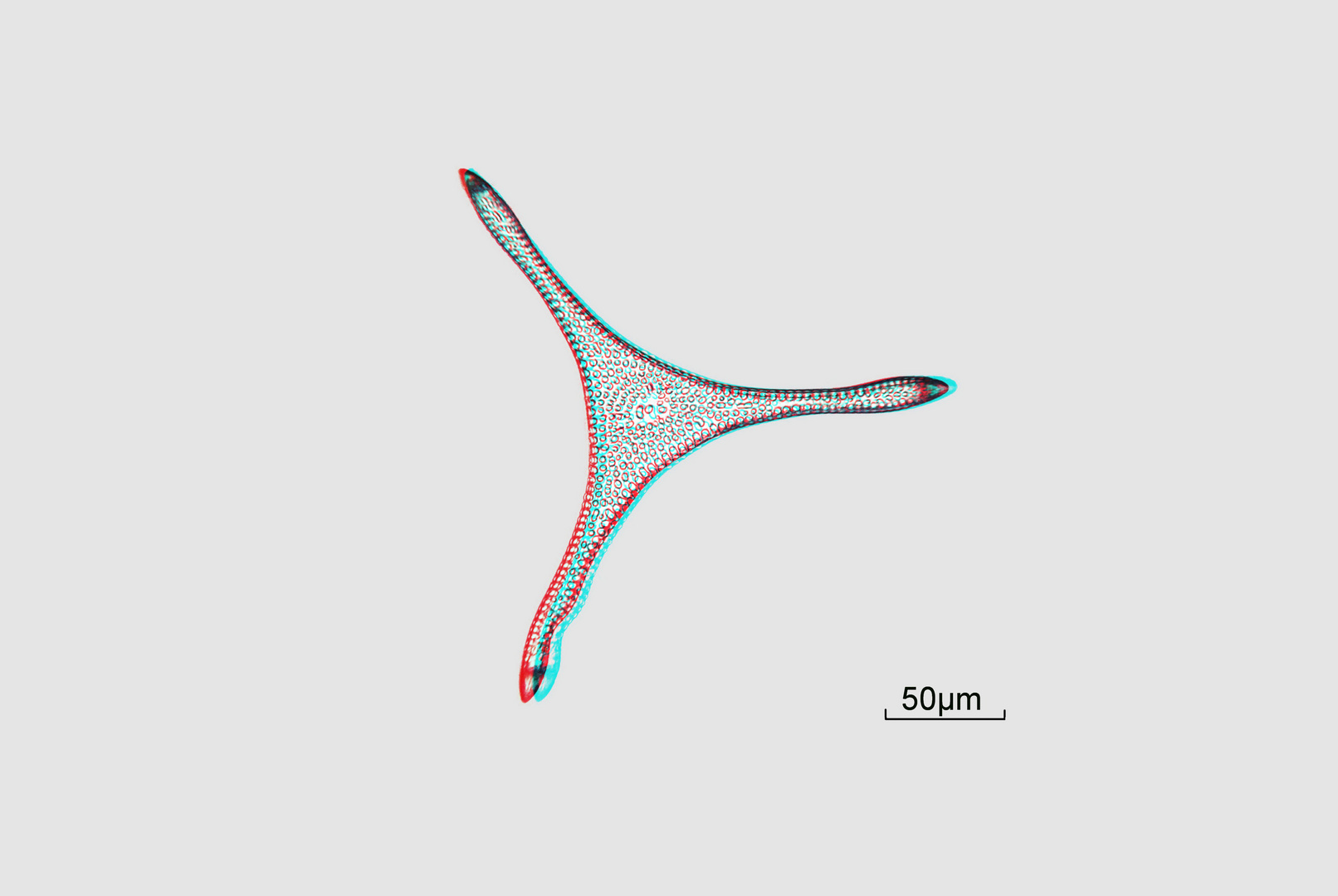 Diatomeen  Trinacria excavata Heiberg in 3D