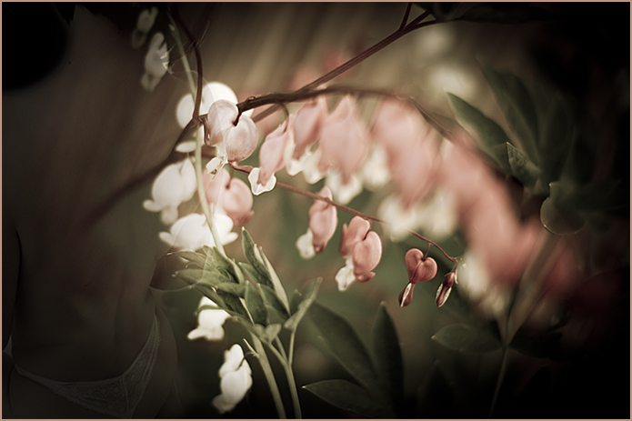 Dicentra