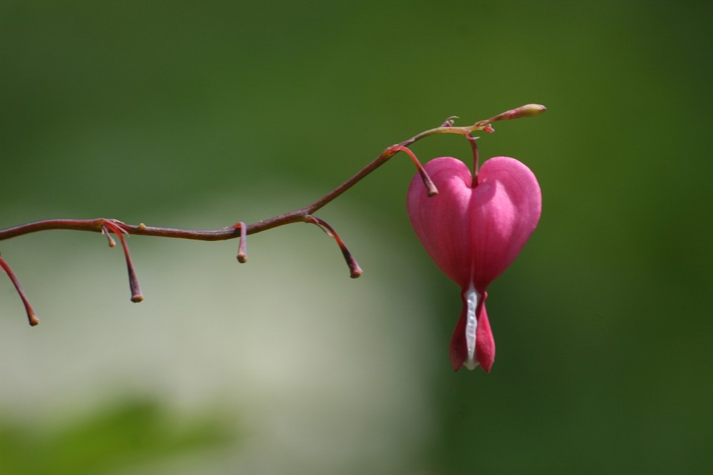 Dicentra