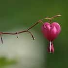 Dicentra