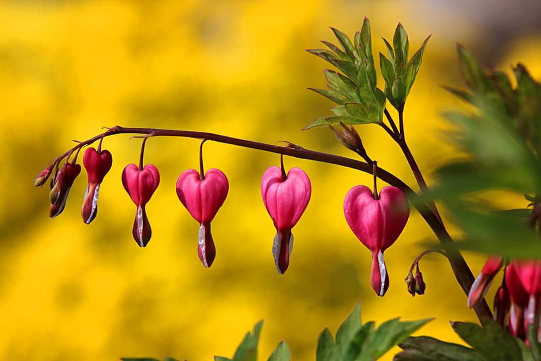 Dicentra