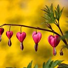 Dicentra