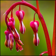 Dicentra specatbilis