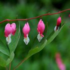 Dicentra spectabilis