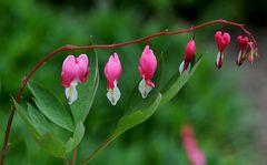 Dicentra spectabilis